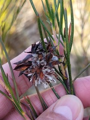 Serruria linearis