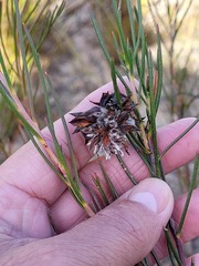 Serruria linearis