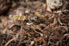 Notocosa bellicosa