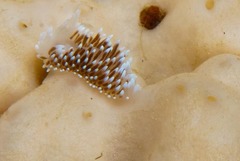 Antiopella longidentata