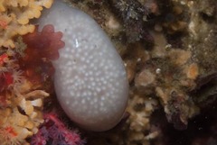 Cystodytes