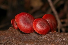 Tubaria rufofulva