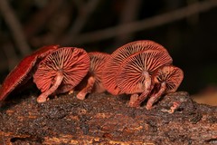 Tubaria rufofulva