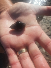 Burnupena pubescens