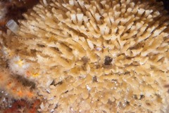 Gigantopora polymorpha