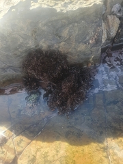 Gelidium pristoides