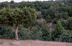 Juniperus excelsa