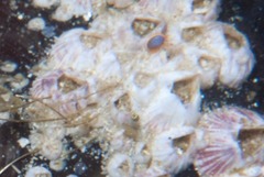 Notomegabalanus algicola