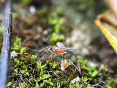 Diptera