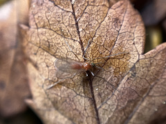 Diptera