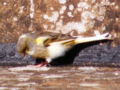 Serinus canaria domesticus