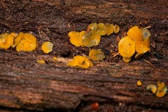 Bispora