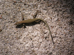 Podarcis virescens