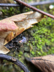 Diptera