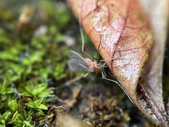 Diptera