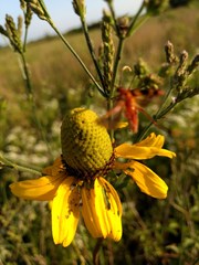 Rudbeckia texana