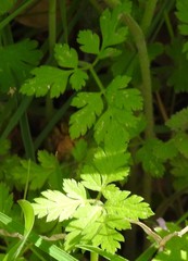 Chaerophyllum nodosum