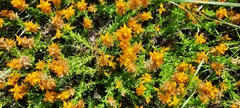 Genista tournefortii