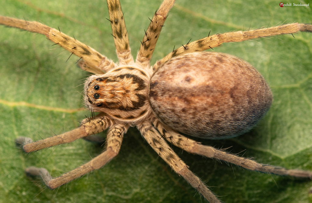 Arandisa from South Africa on January 24, 2021 at 12:43 AM by Rudolph ...