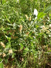 Salix repens repens