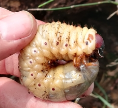 Oryctes nasicornis