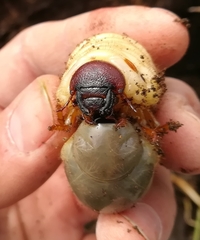 Oryctes nasicornis