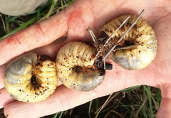 Oryctes nasicornis
