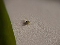 Thomisidae