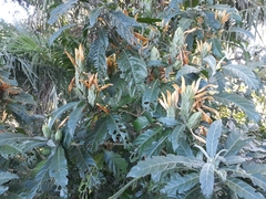 Metarungia longistrobus