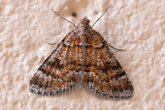 Paramelora lychnota