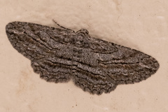 Psilosticha loxoschema