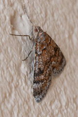 Paramelora lychnota