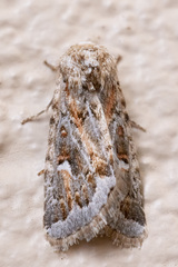 Proteuxoa florescens