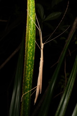 Sipyloidea sipylus