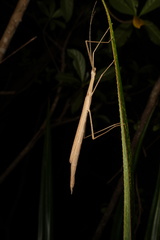Sipyloidea sipylus