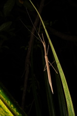 Sipyloidea sipylus