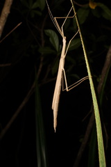 Sipyloidea sipylus