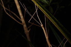 Sipyloidea sipylus