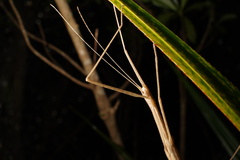 Sipyloidea sipylus
