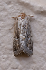 Proteuxoa florescens