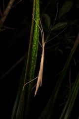 Sipyloidea sipylus