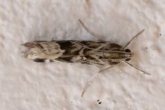 Hellula undalis