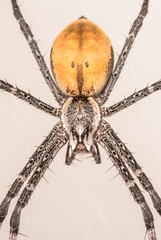 Euprosthenops australis