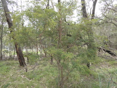 Sannantha pluriflora