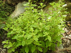 Erythranthe cardinalis