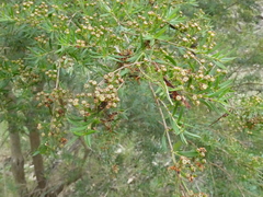 Sannantha pluriflora