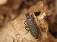 Cantharis obscura