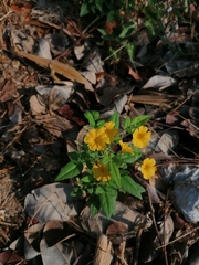 Oxalis frutescens