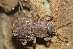 Syrphetodes marginatus
