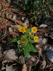 Oxalis frutescens